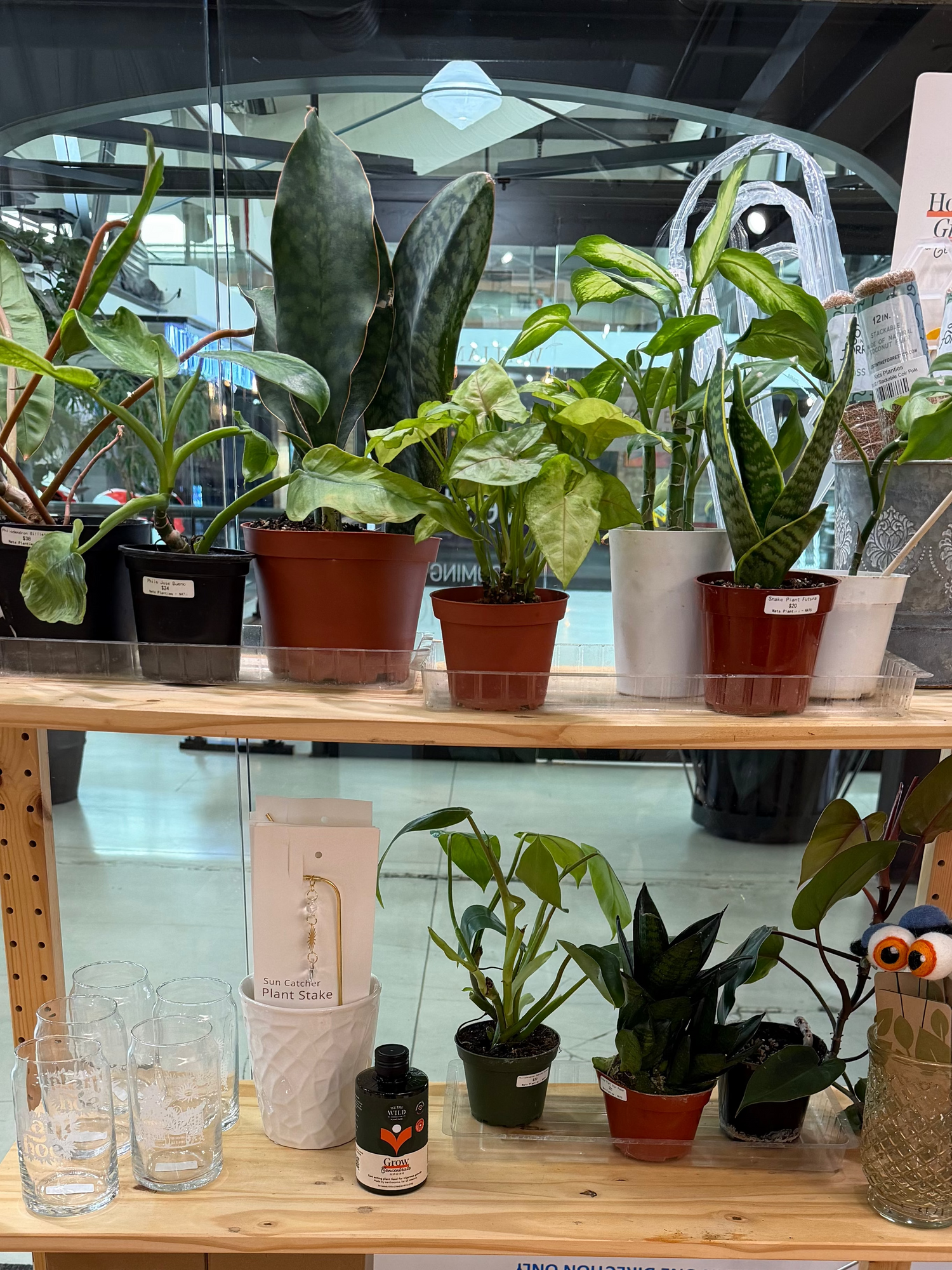 houseplants, house plants, plant accesories, local vendors, LGBTQ, women owned